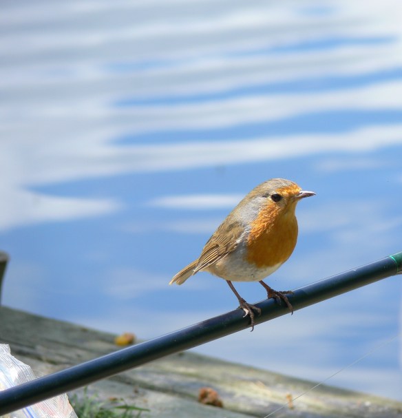 cheeky robin at the lake (2)