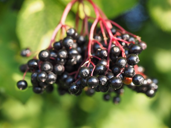 elderberries
