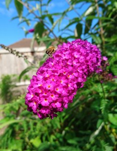 2016-07-13 09.03.37 (2)